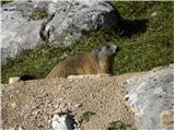 Rifugio Pederü - Piz dles Conturines